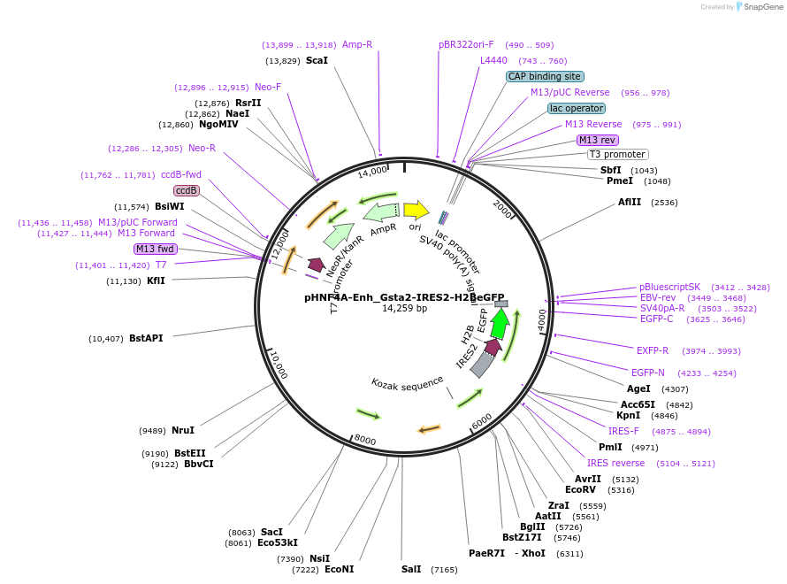 247049-plasmid-map-sequence-id-493221