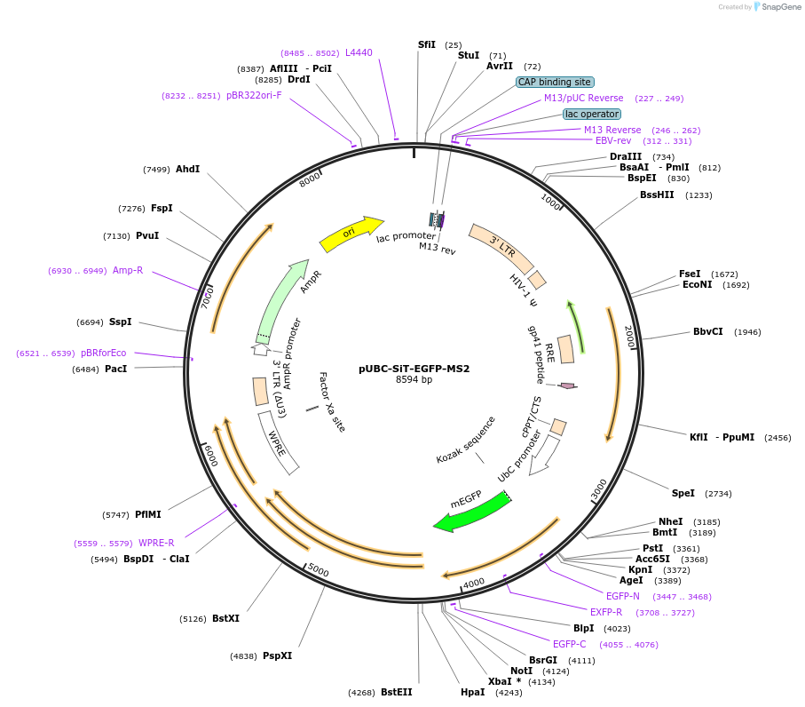 247294-plasmid-map-sequence-id-493222