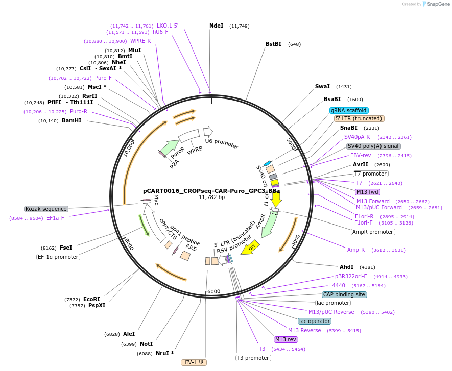 242985-plasmid-map-sequence-id-493440