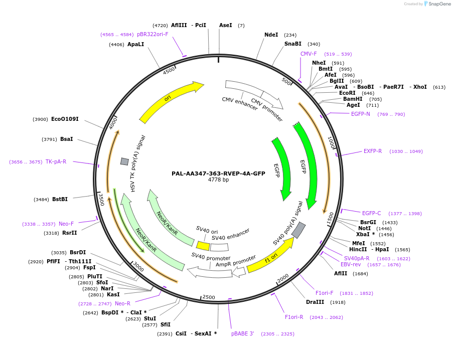 221593-plasmid-map-sequence-id-493783