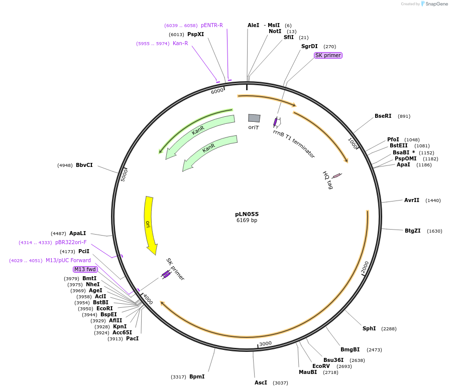 247315-plasmid-map-sequence-id-493811