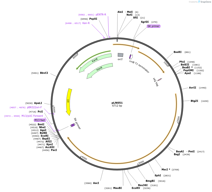 247314-plasmid-map-sequence-id-493817