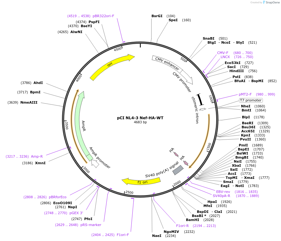 24162-plasmid-map-sequence-id-493864