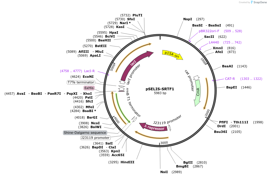 246681-plasmid-map-sequence-id-493947