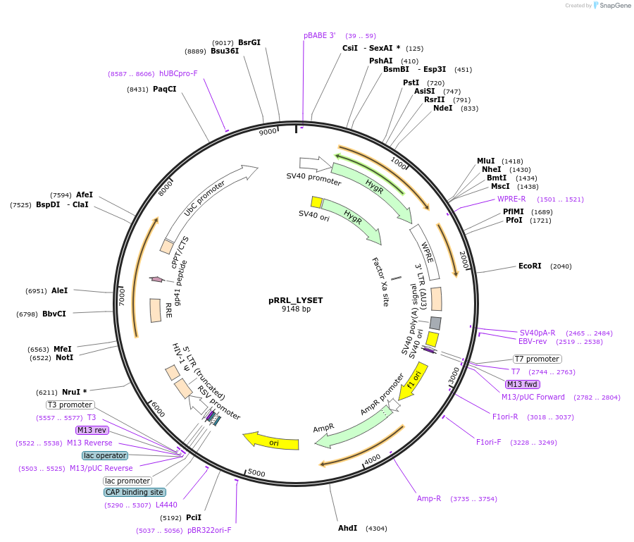 246082-plasmid-map-sequence-id-493999
