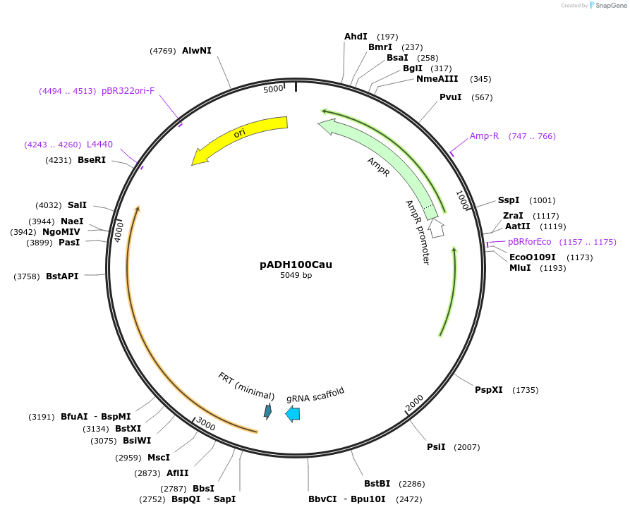 244817-plasmid-map-sequence-id-494102
