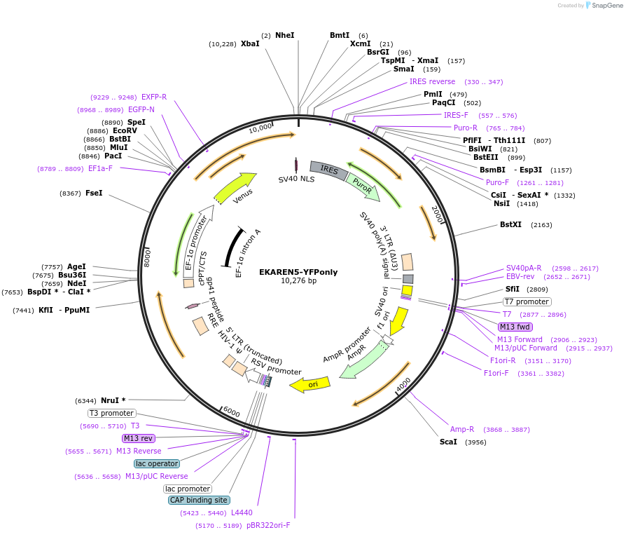 246760-plasmid-map-sequence-id-494104