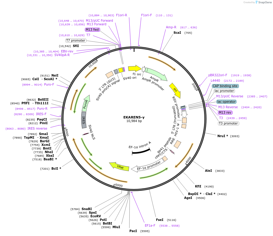 246762-plasmid-map-sequence-id-494105