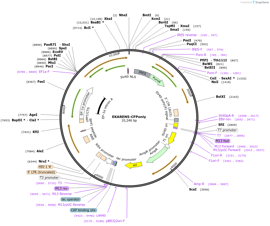 246759-plasmid-map-sequence-id-494124