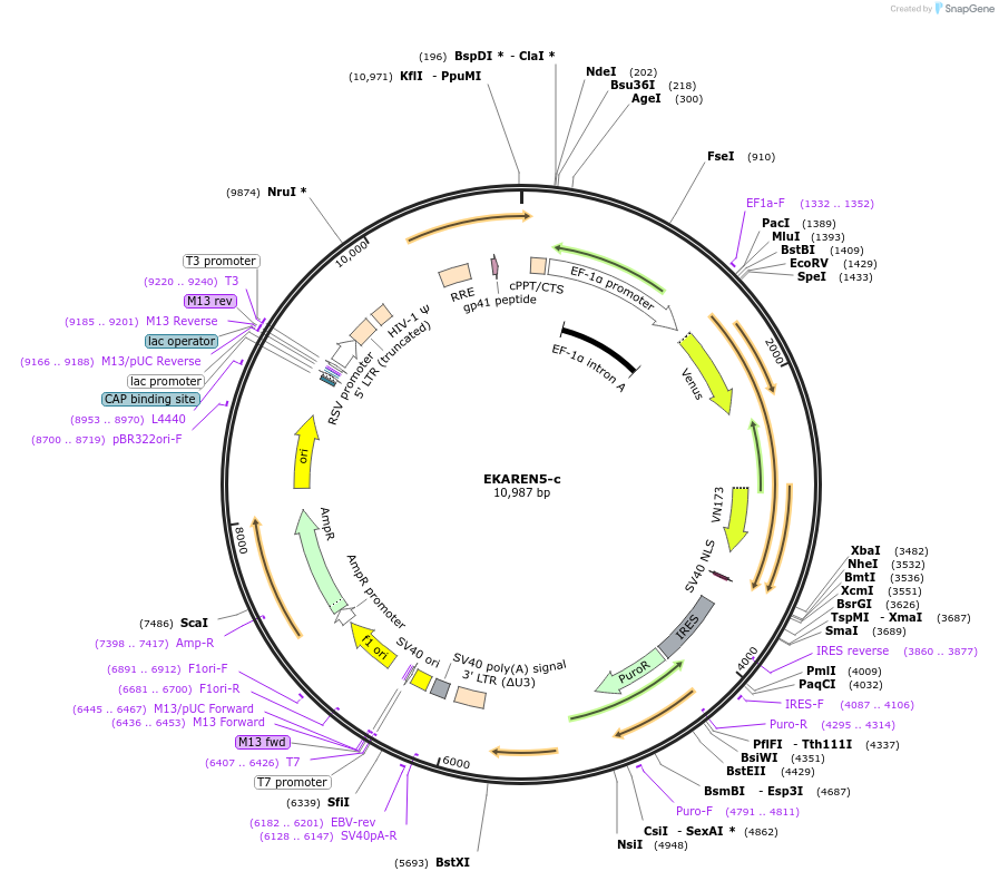 246761-plasmid-map-sequence-id-494126