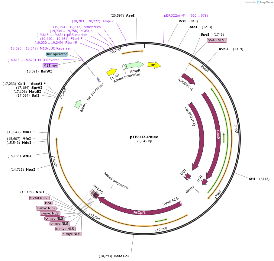 236782-plasmid-map-sequence-id-494137