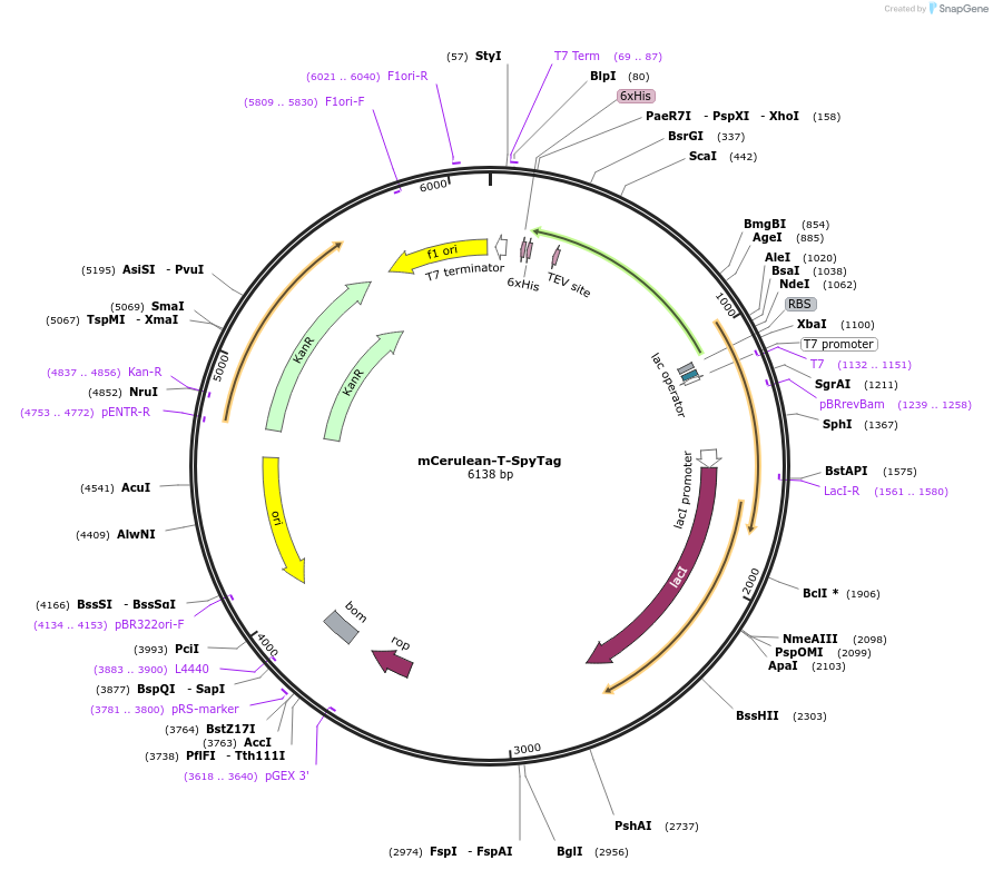 243787-plasmid-map-sequence-id-494257