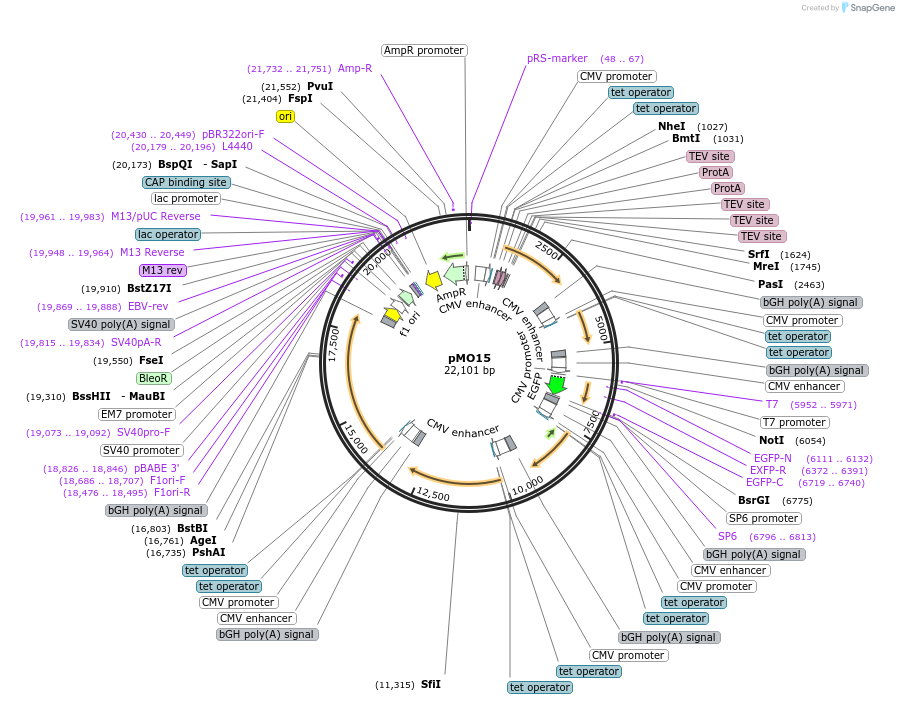 235735-plasmid-map-sequence-id-494262