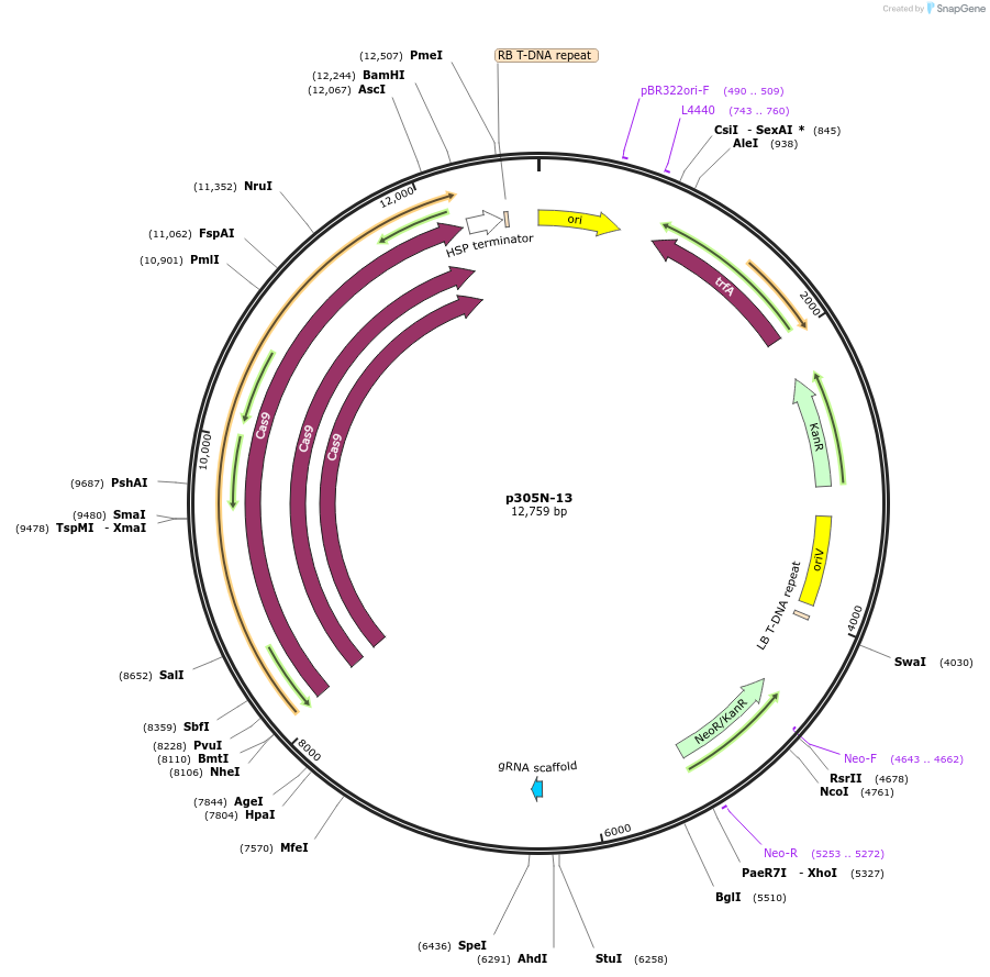 246296-plasmid-map-sequence-id-494269
