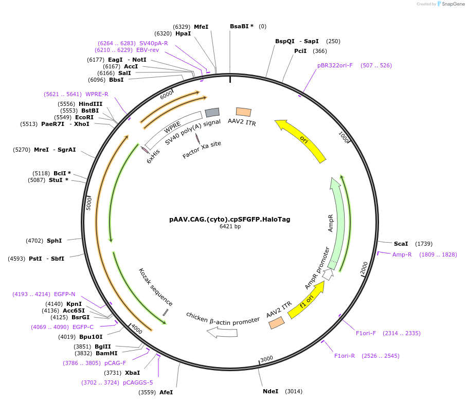 244109-plasmid-map-sequence-id-494274