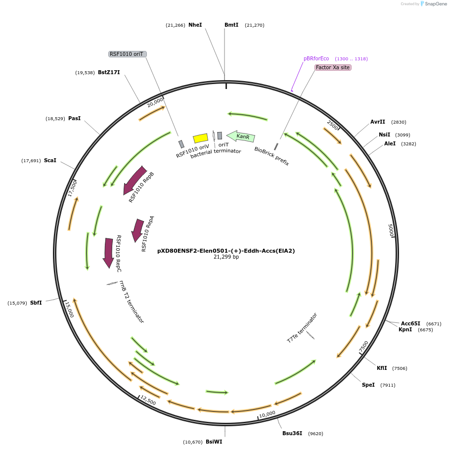 225297-plasmid-map-sequence-id-494279