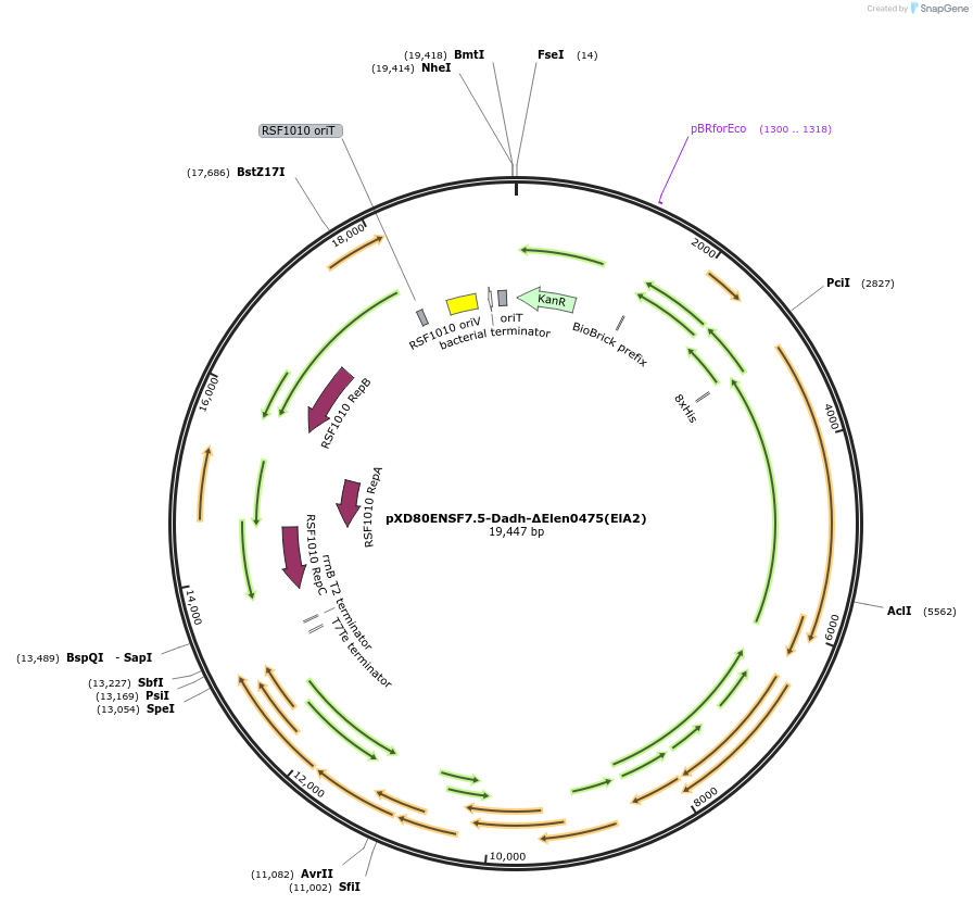 225320-plasmid-map-sequence-id-494283