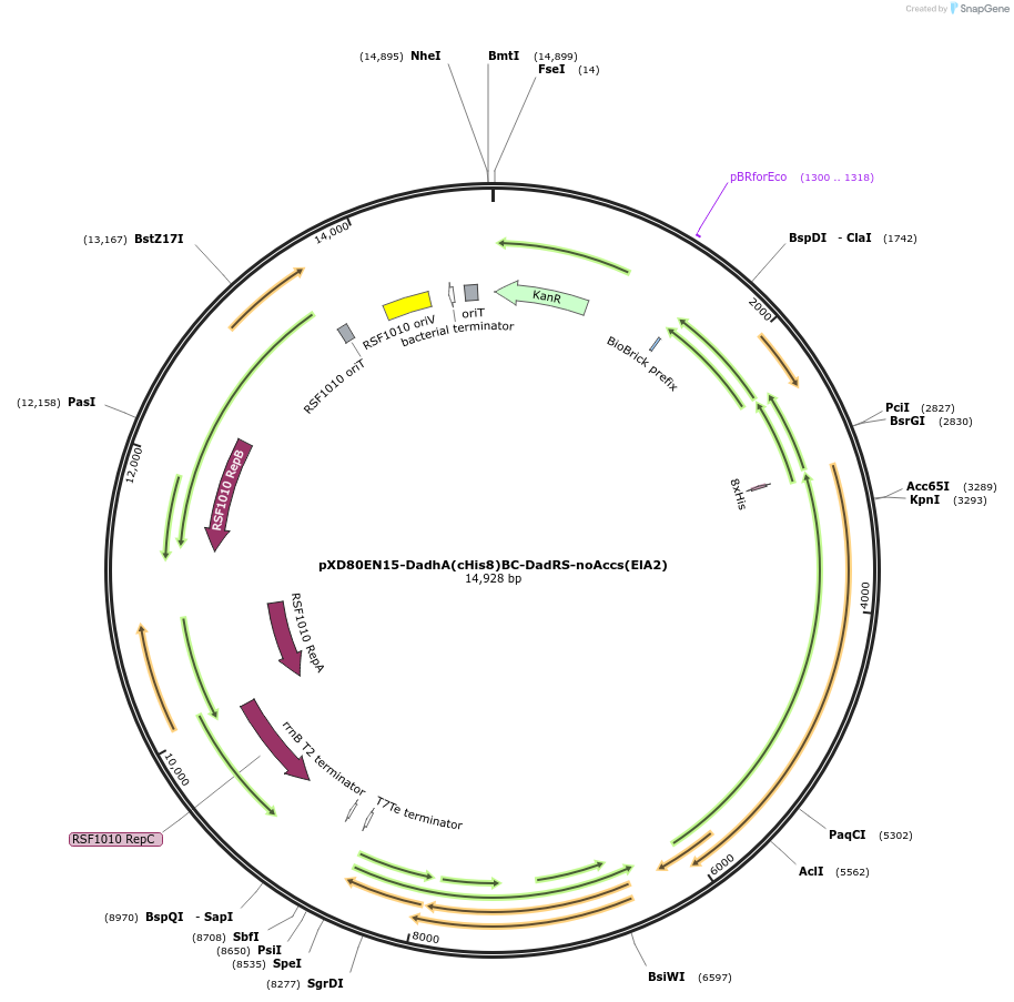 225327-plasmid-map-sequence-id-494285