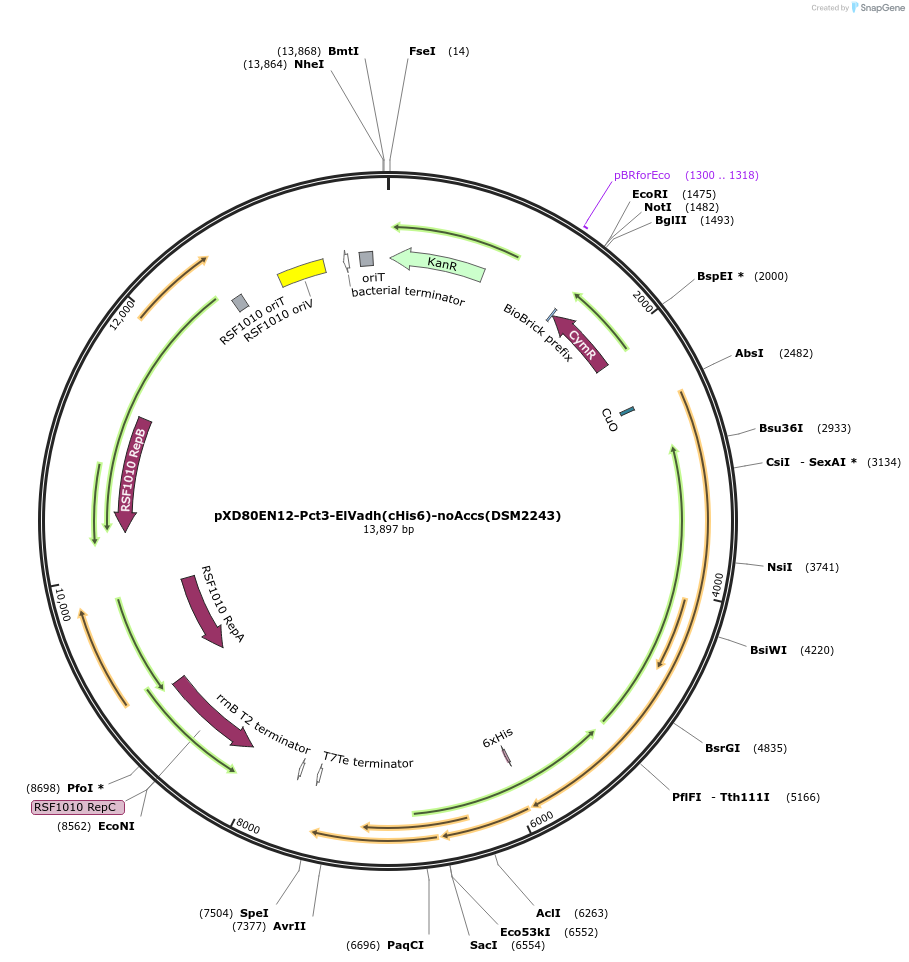 233881-plasmid-map-sequence-id-494286