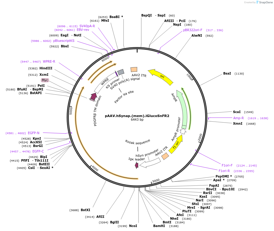 244096-plasmid-map-sequence-id-494287