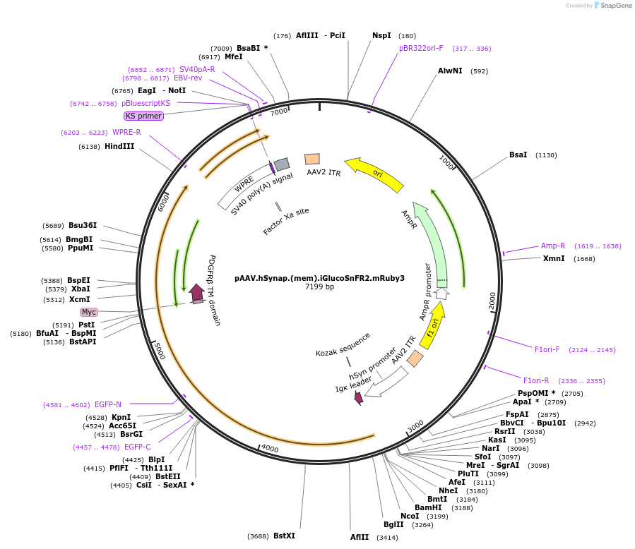 244097-plasmid-map-sequence-id-494291