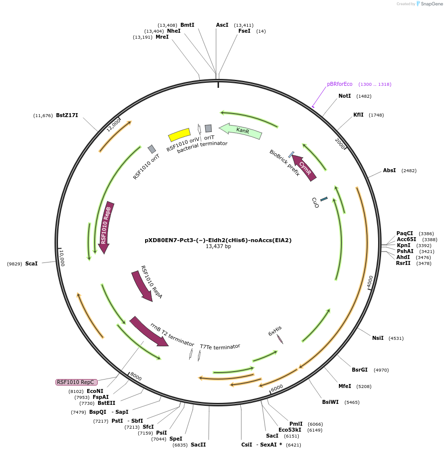 233878-plasmid-map-sequence-id-494292