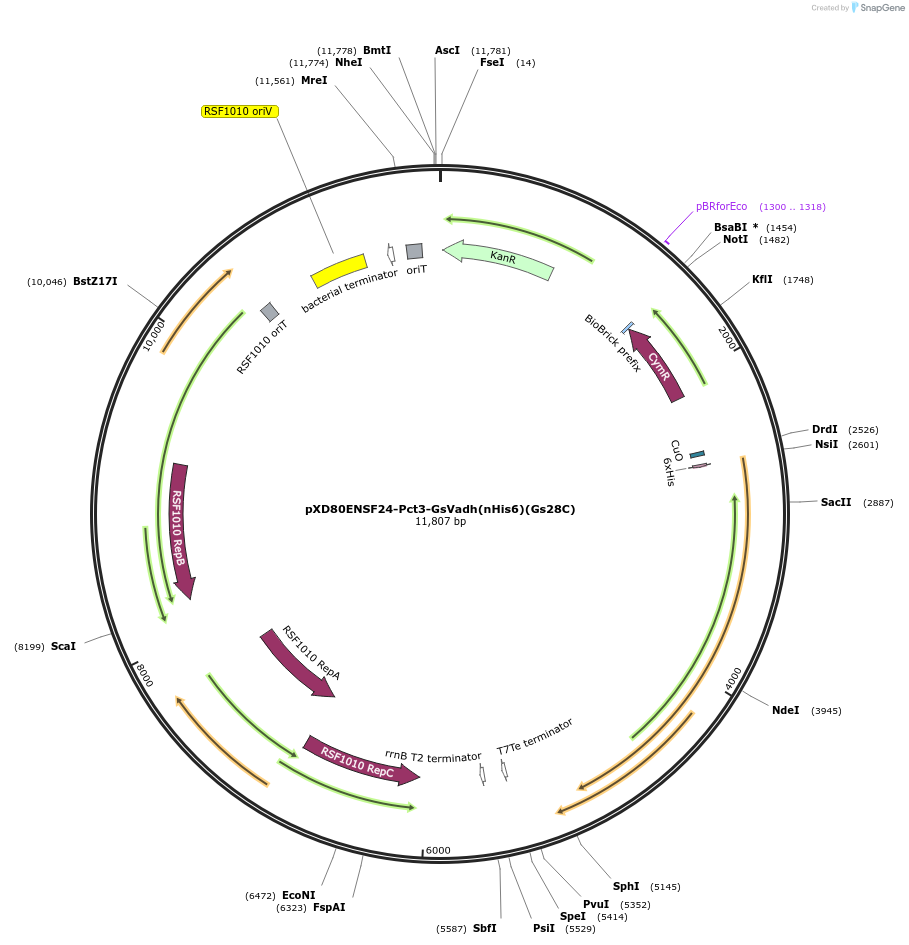 233872-plasmid-map-sequence-id-494293