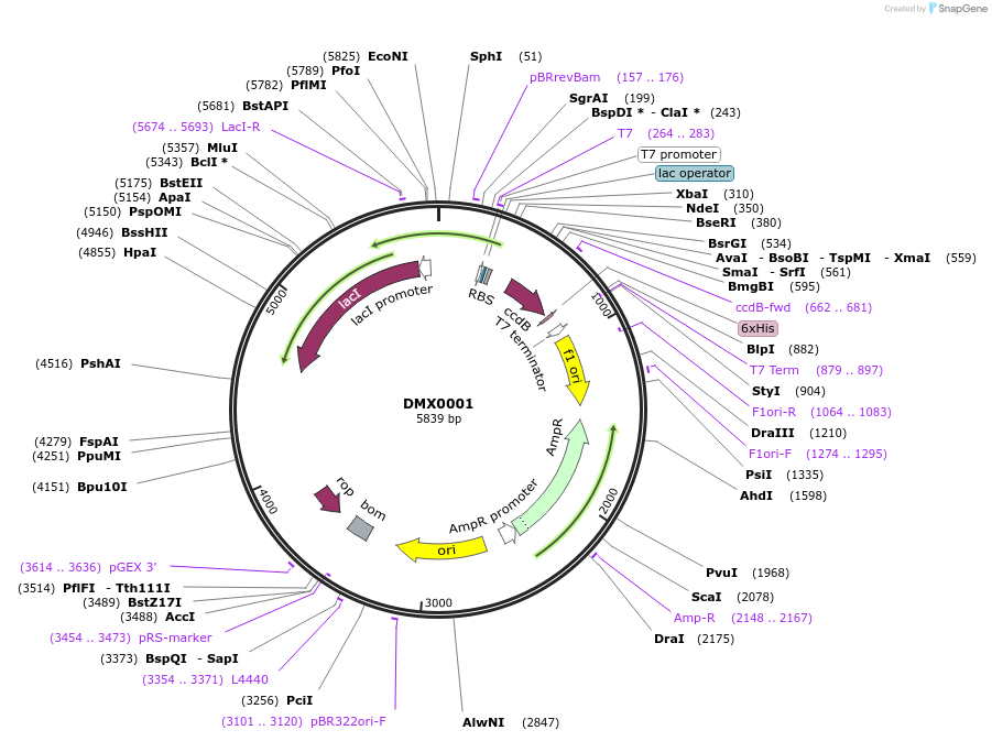 247434-plasmid-map-sequence-id-494299