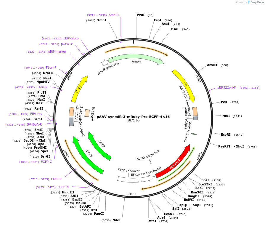 218235-plasmid-map-sequence-id-494303
