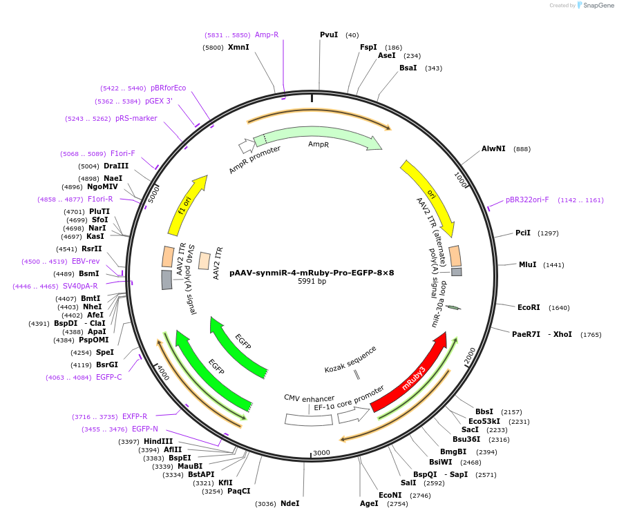 218238-plasmid-map-sequence-id-494305