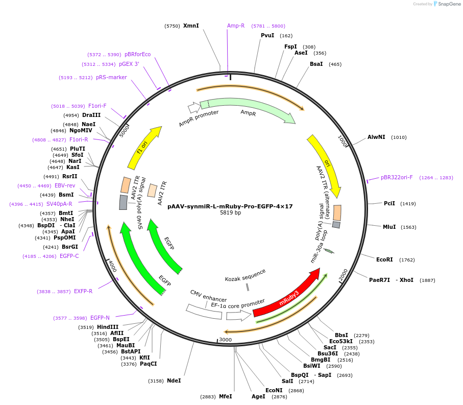 218262-plasmid-map-sequence-id-494309