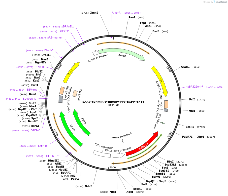 218257-plasmid-map-sequence-id-494312