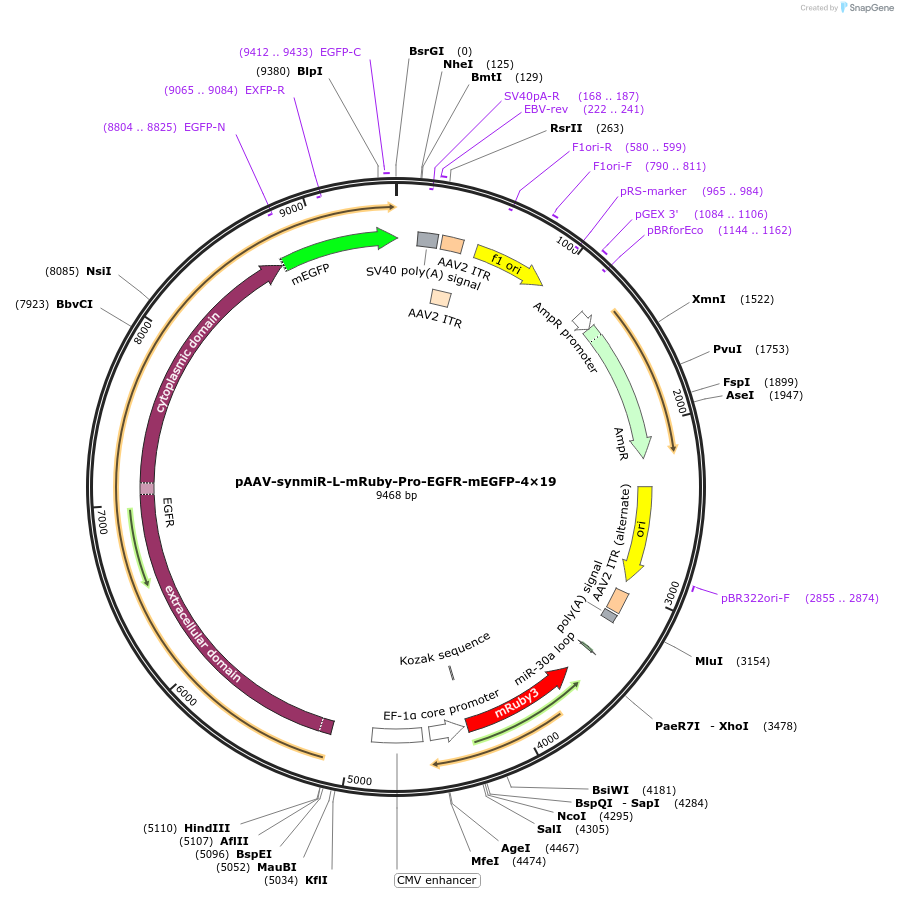 218267-plasmid-map-sequence-id-494314