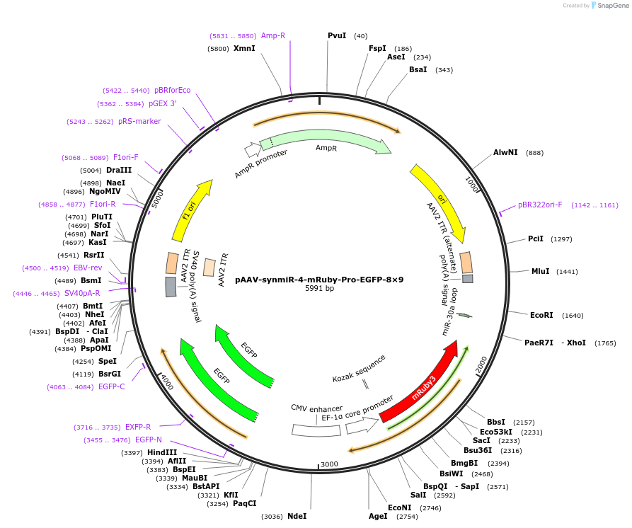 218239-plasmid-map-sequence-id-494319