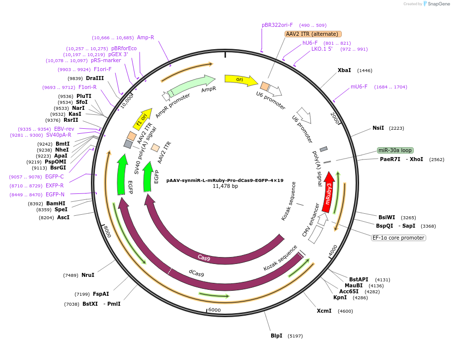 218270-plasmid-map-sequence-id-494320