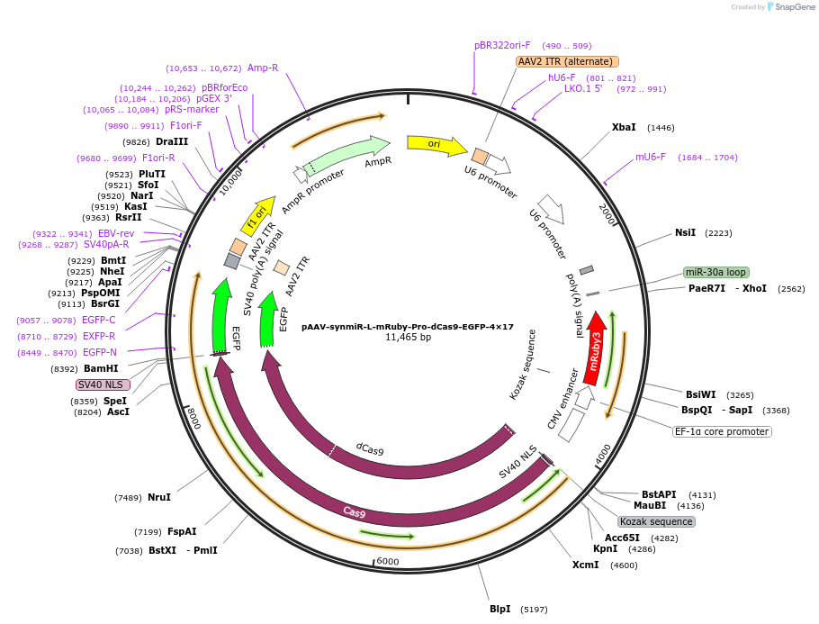 218268-plasmid-map-sequence-id-494321