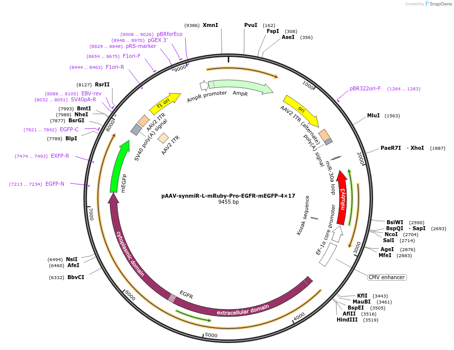 218265-plasmid-map-sequence-id-494322