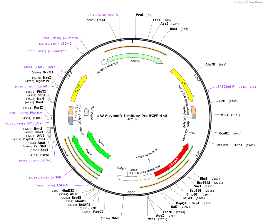 218240-plasmid-map-sequence-id-494332