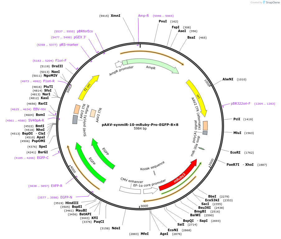 218260-plasmid-map-sequence-id-494333
