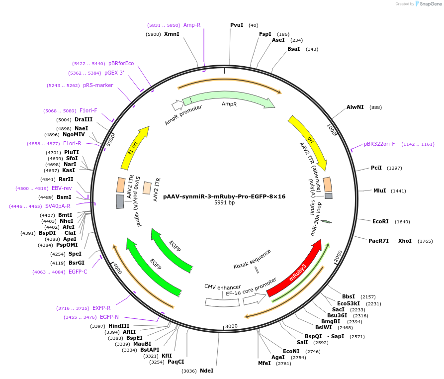 218236-plasmid-map-sequence-id-494334