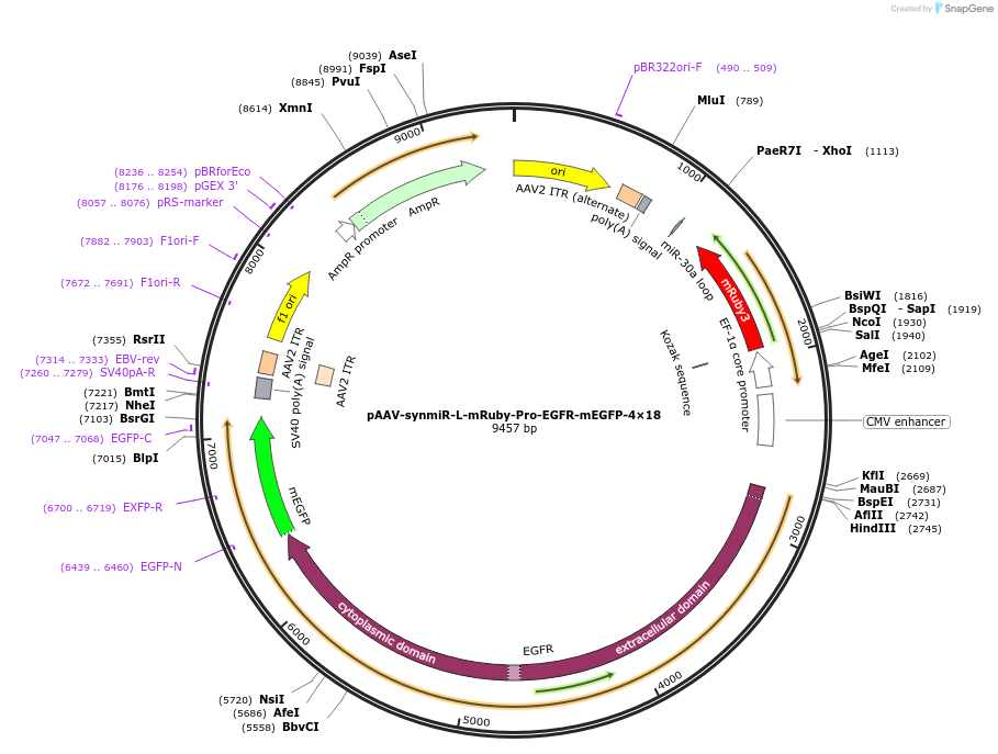 218266-plasmid-map-sequence-id-494337