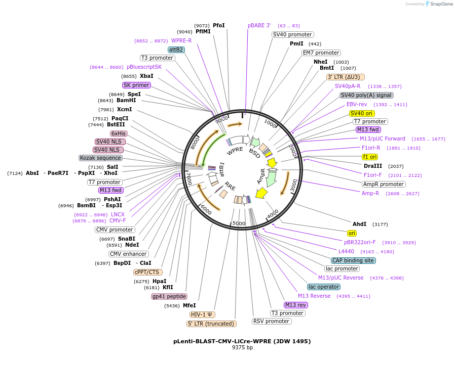 242594-plasmid-map-sequence-id-494345