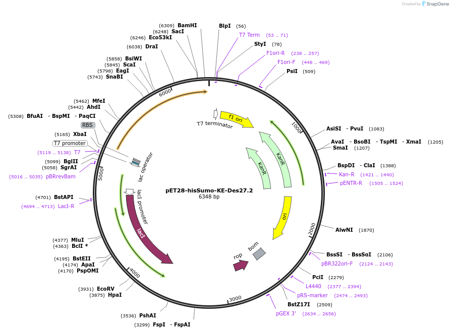 247998-plasmid-map-sequence-id-494348