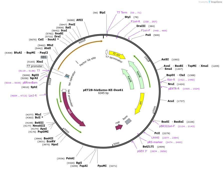 248009-plasmid-map-sequence-id-494350