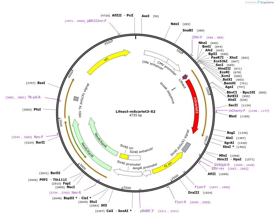 246873-plasmid-map-sequence-id-494351