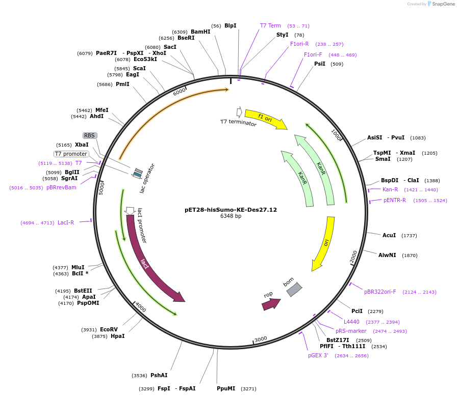 248007-plasmid-map-sequence-id-494352