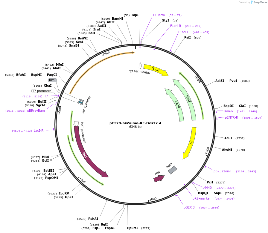 248000-plasmid-map-sequence-id-494353