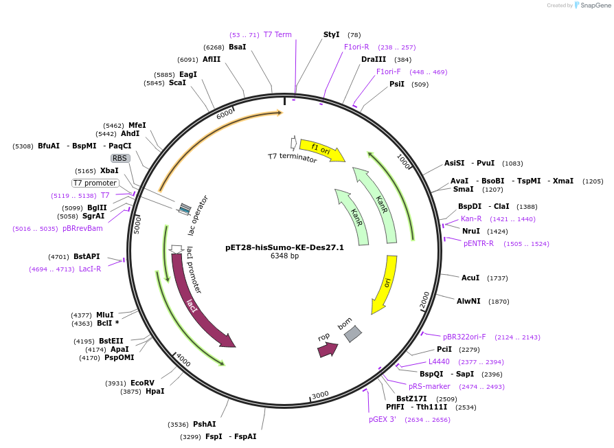 247997-plasmid-map-sequence-id-494355