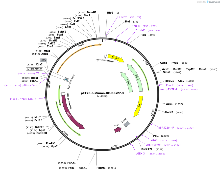 247999-plasmid-map-sequence-id-494357