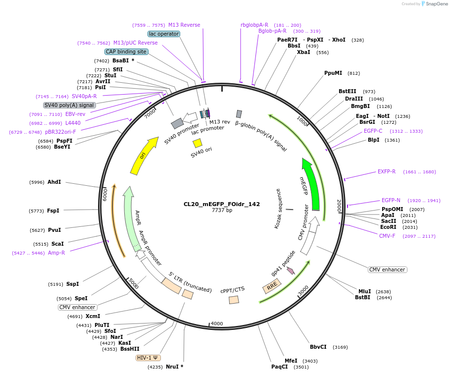 244694-plasmid-map-sequence-id-494365